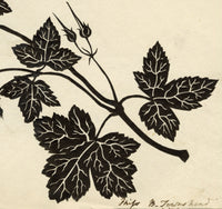 Barbara Anne Townshend, The Pencil'd Geranium Botanical Silhouette Paper Cut – c.1800