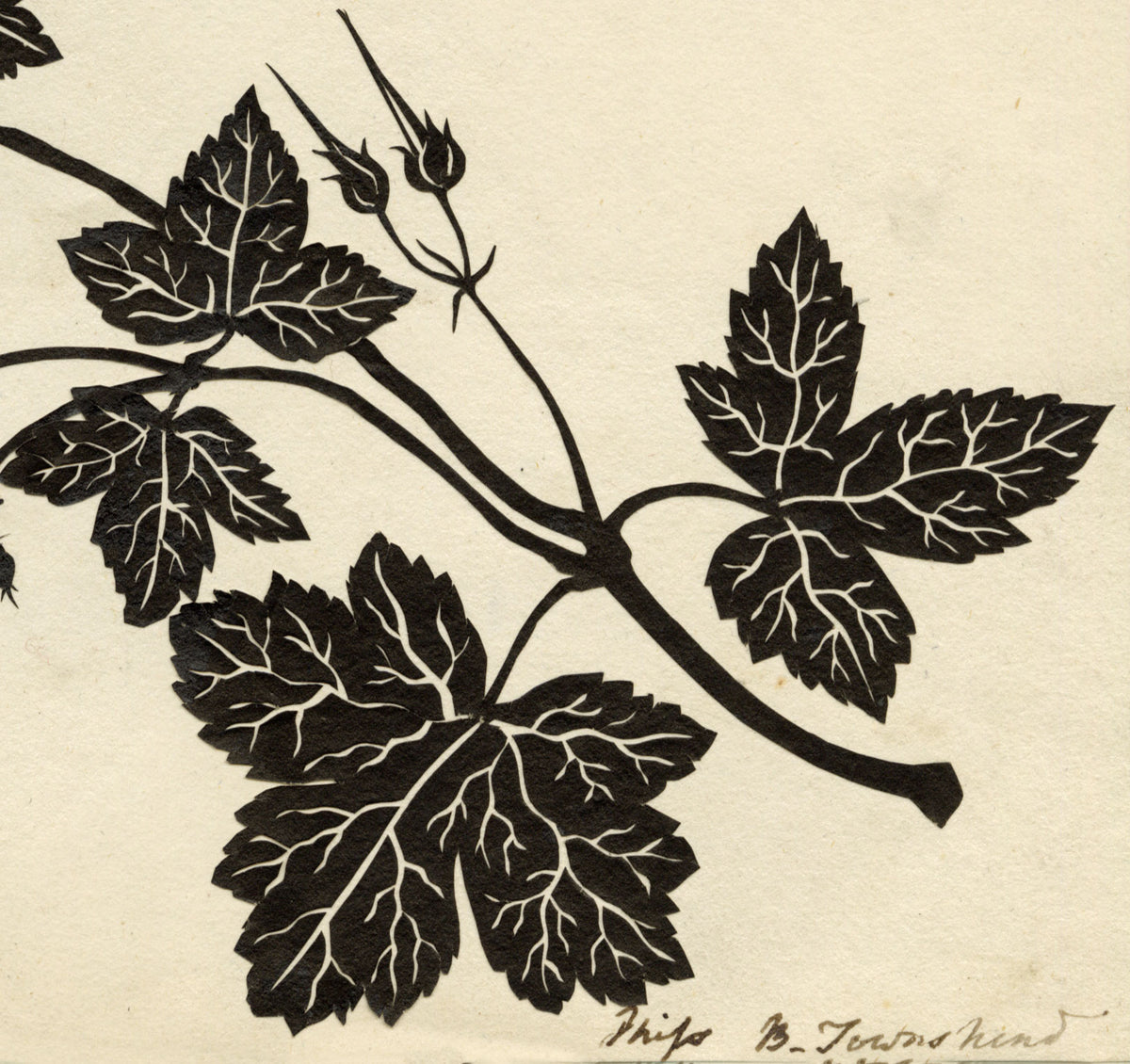 Barbara Anne Townshend, The Pencil'd Geranium Botanical Silhouette Paper Cut – c.1800