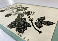 Barbara Anne Townshend, The Pencil'd Geranium Botanical Silhouette Paper Cut – c.1800