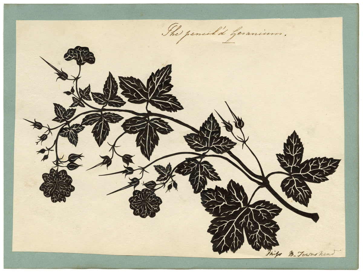 Barbara Anne Townshend, The Pencil'd Geranium Botanical Silhouette Paper Cut – c.1800