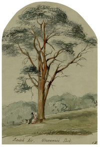 C.H., Greenwich Park Scotch Fir with Seated Couple, London – c.1850s watercolour painting