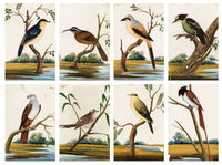 Indian Company School, Set of 8 Indian Bird Paintings on Mica – Mid-19th-century gouache painting