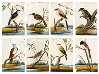 Indian Company School, Set of 8 Indian Bird Paintings on Mica – Mid-19th-century gouache painting