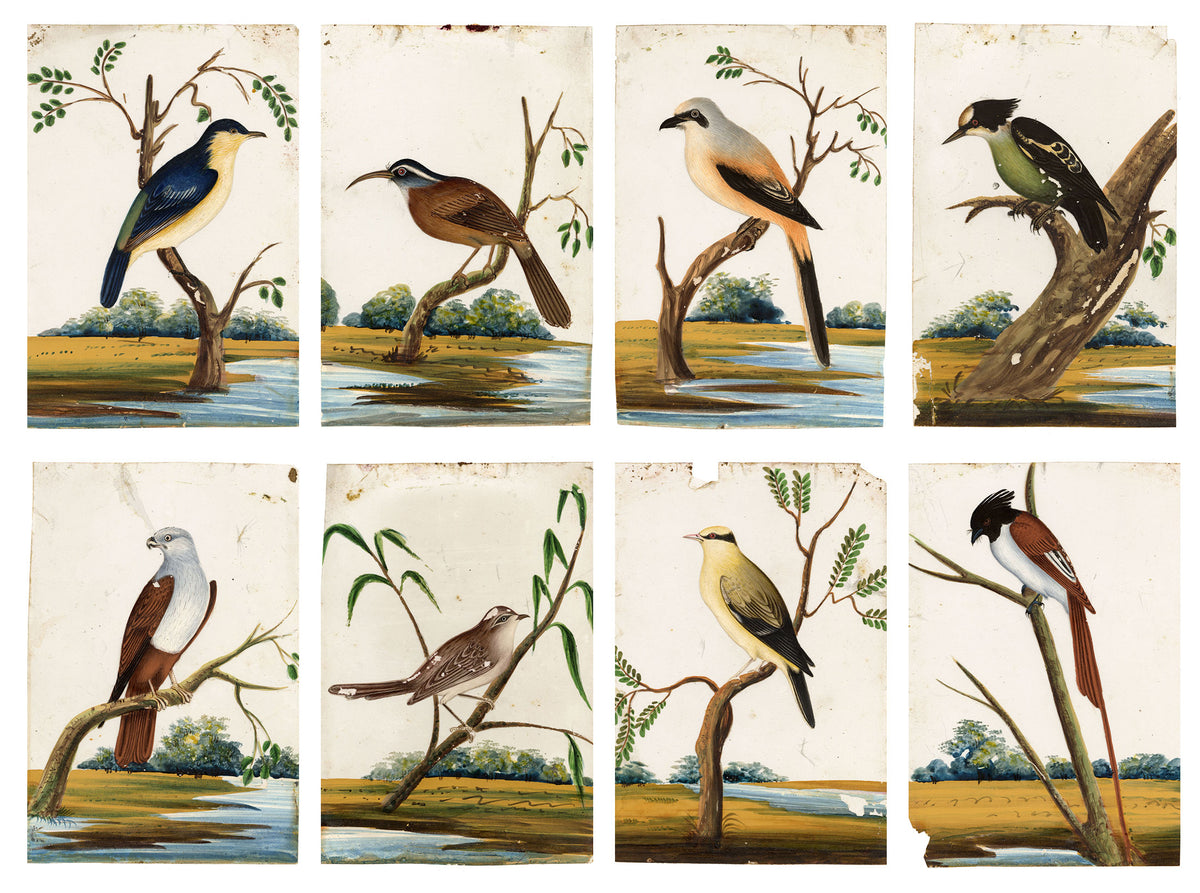 Indian Company School, Set of 8 Indian Bird Paintings on Mica – Mid-19th-century gouache painting