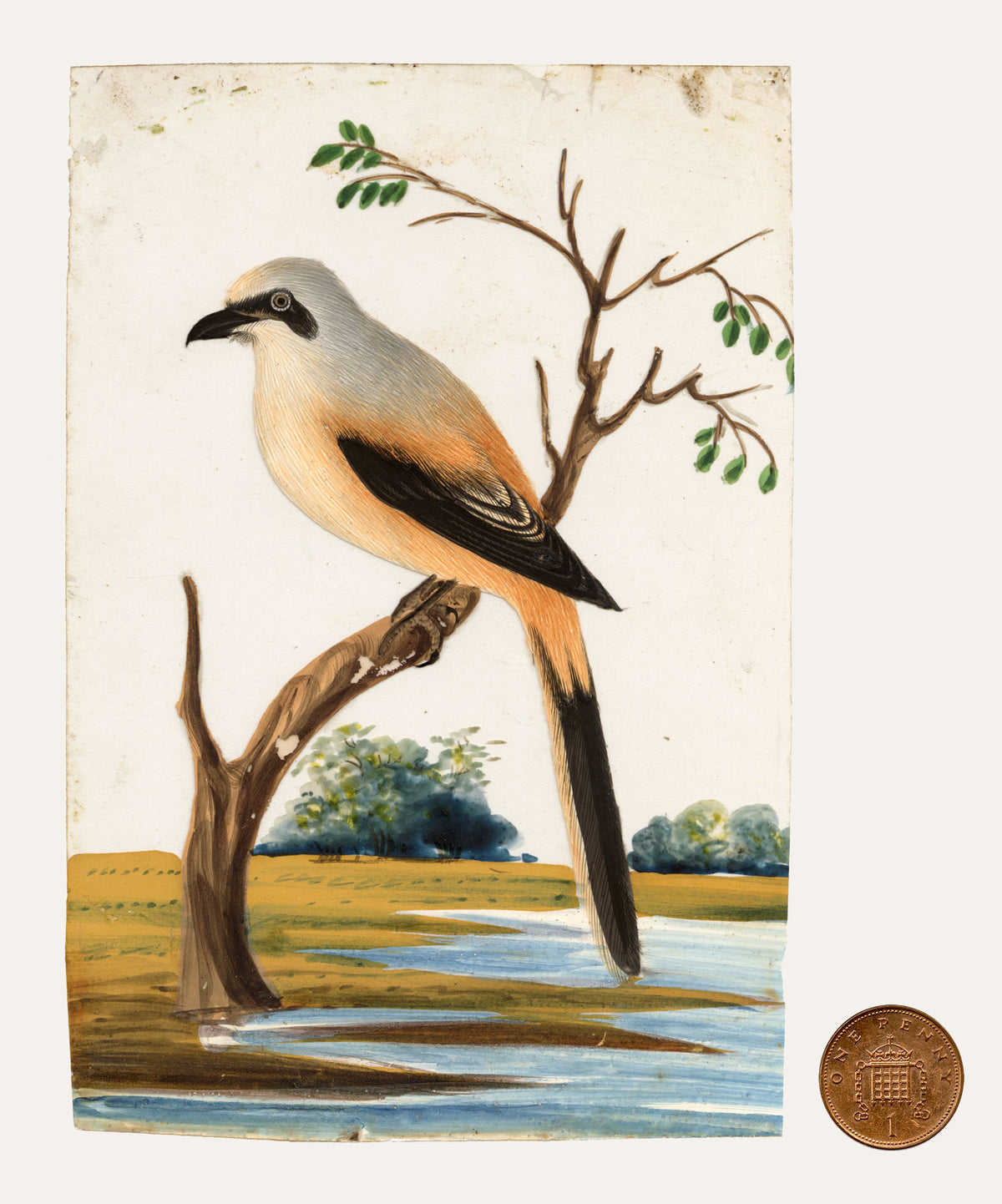 Indian Company School, Set of 8 Indian Bird Paintings on Mica – Mid-19th-century gouache painting