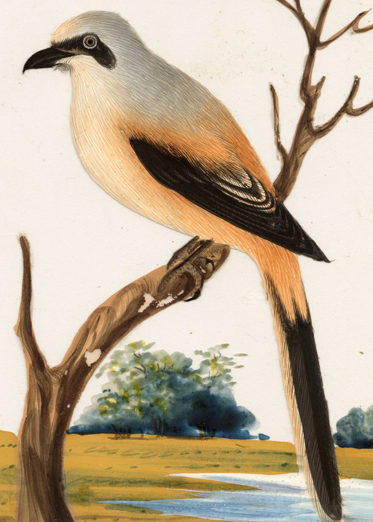 Indian Company School, Set of 8 Indian Bird Paintings on Mica – Mid-19th-century gouache painting