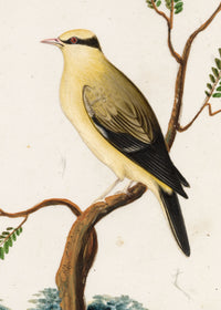Indian Company School, Set of 8 Indian Bird Paintings on Mica – Mid-19th-century gouache painting