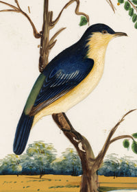 Indian Company School, Set of 8 Indian Bird Paintings on Mica – Mid-19th-century gouache painting
