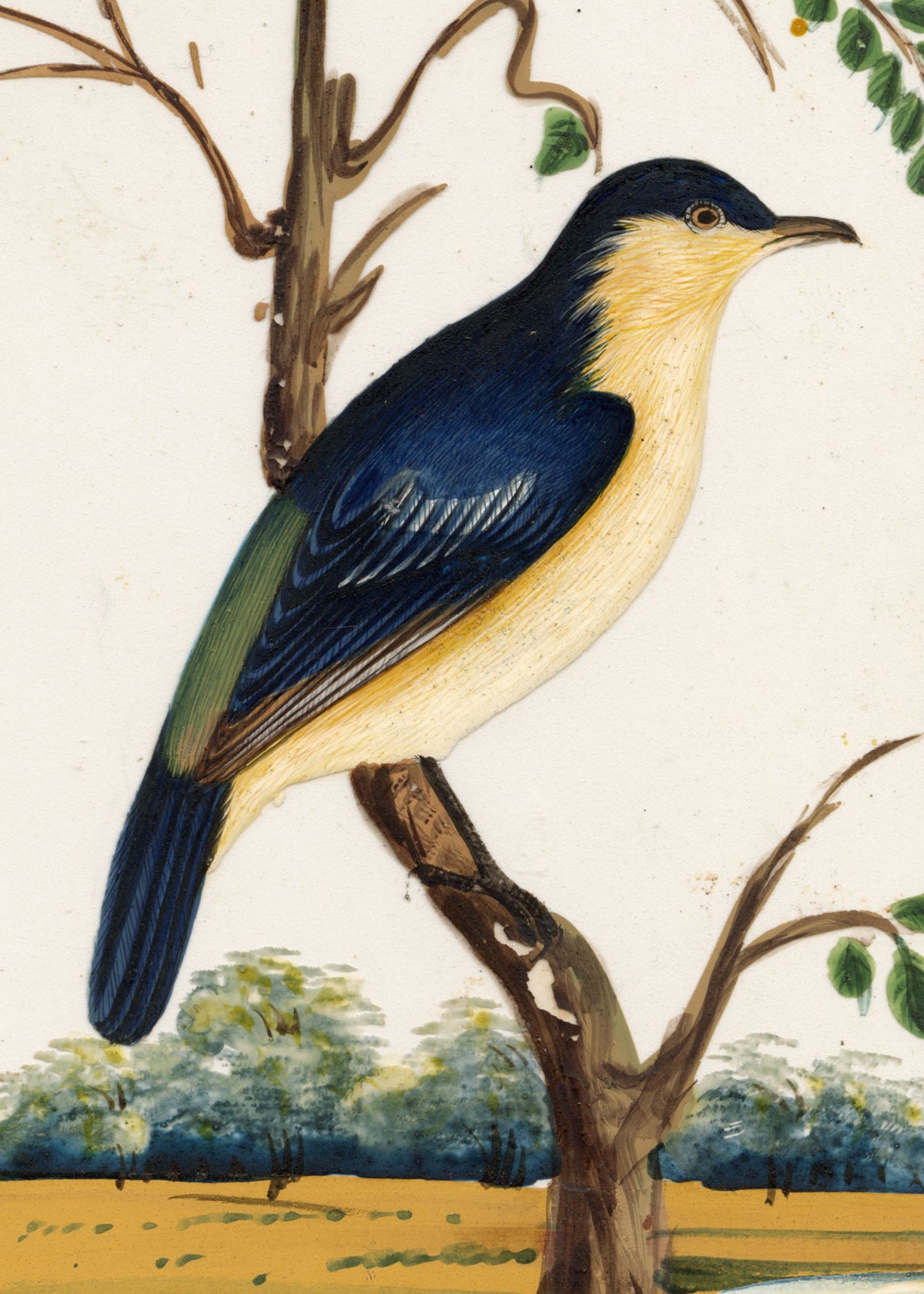 Indian Company School, Set of 8 Indian Bird Paintings on Mica – Mid-19th-century gouache painting