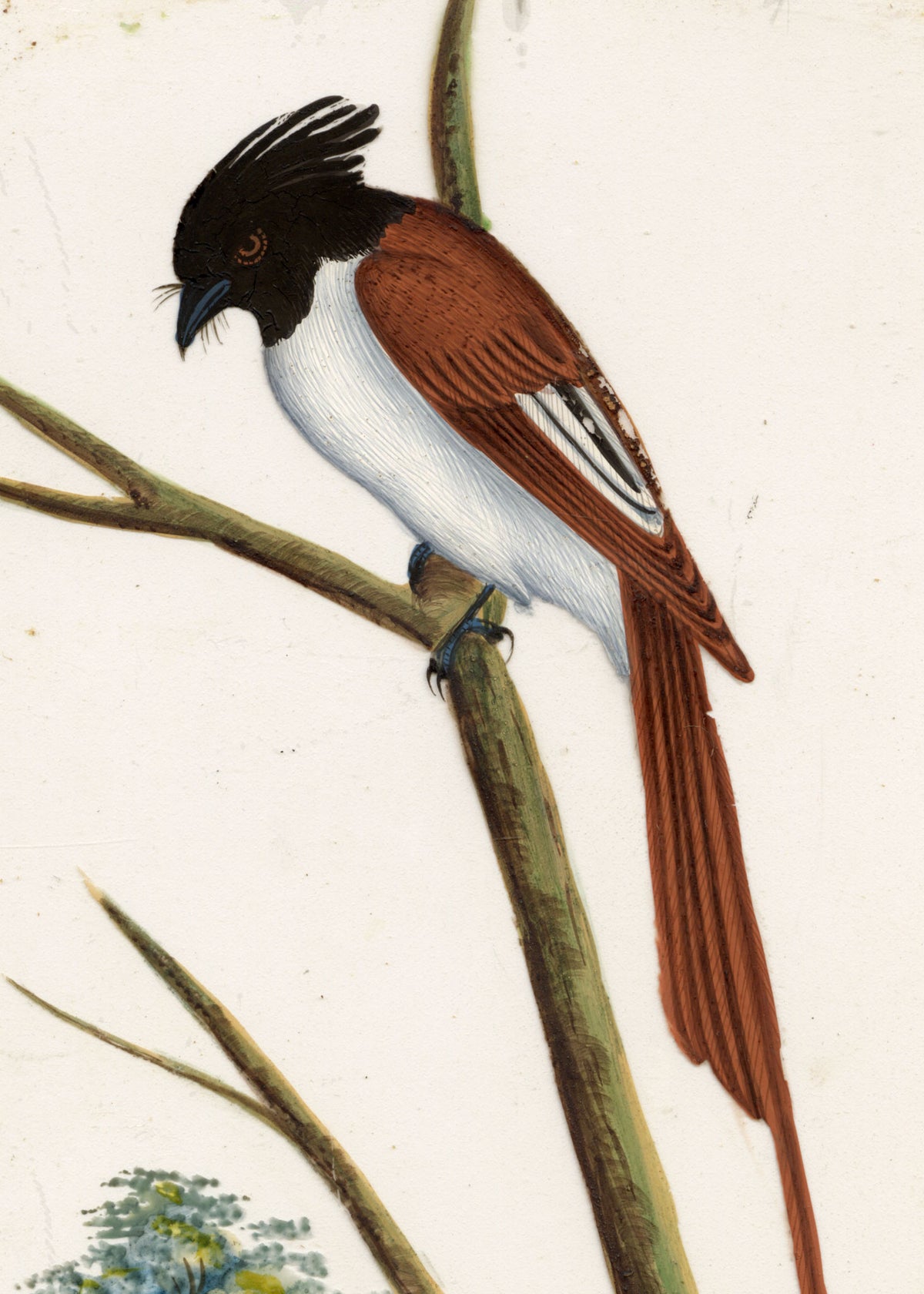Indian Company School, Set of 8 Indian Bird Paintings on Mica – Mid-19th-century gouache painting
