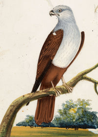 Indian Company School, Set of 8 Indian Bird Paintings on Mica – Mid-19th-century gouache painting