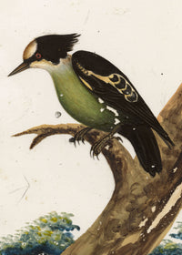 Indian Company School, Set of 8 Indian Bird Paintings on Mica – Mid-19th-century gouache painting