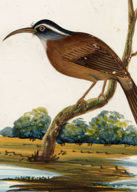 Indian Company School, Set of 8 Indian Bird Paintings on Mica – Mid-19th-century gouache painting