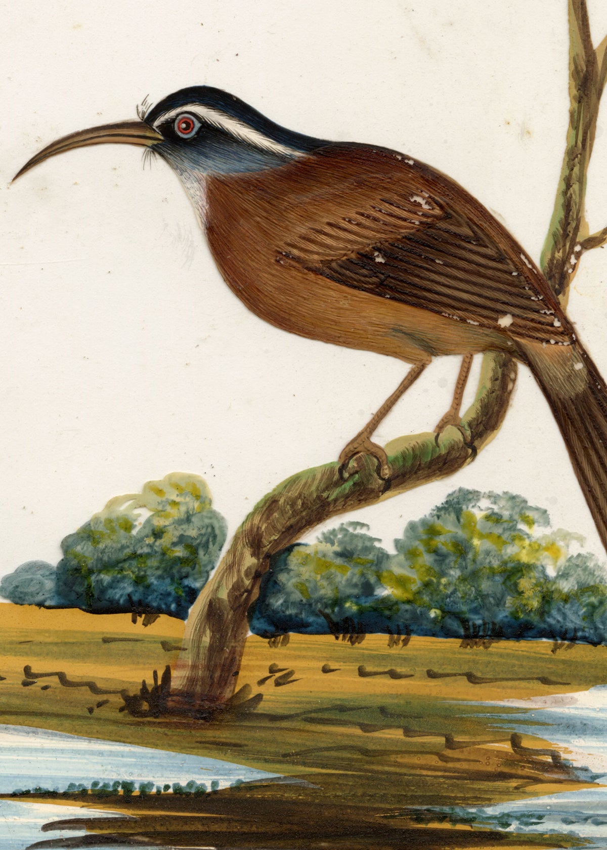 Indian Company School, Set of 8 Indian Bird Paintings on Mica – Mid-19th-century gouache painting
