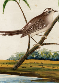 Indian Company School, Set of 8 Indian Bird Paintings on Mica – Mid-19th-century gouache painting
