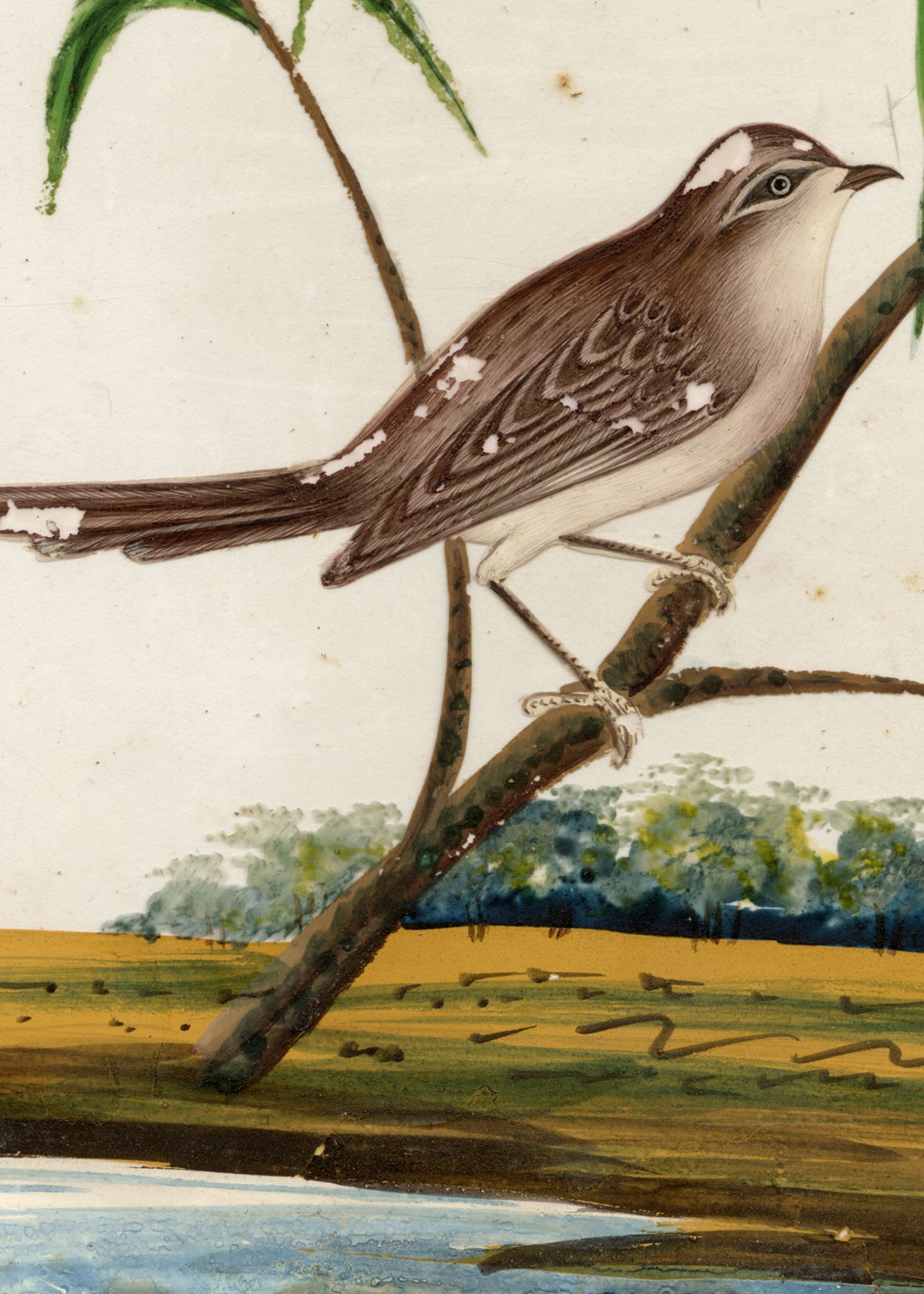 Indian Company School, Set of 8 Indian Bird Paintings on Mica – Mid-19th-century gouache painting