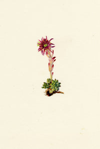 Falloon, Mountain Houseleek Flower (Sempervivum montanum), Les Diablerets, Switzerland – 1901 watercolour painting