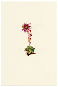 Falloon, Mountain Houseleek Flower (Sempervivum montanum), Les Diablerets, Switzerland – 1901 watercolour painting