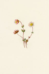 Falloon, Glacier Buttercup Flower (Ranunculus glacialis), Sasseneire, Valais, Switzerland – 1902 watercolour painting