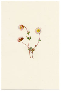Falloon, Glacier Buttercup Flower (Ranunculus glacialis), Sasseneire, Valais, Switzerland – 1902 watercolour painting