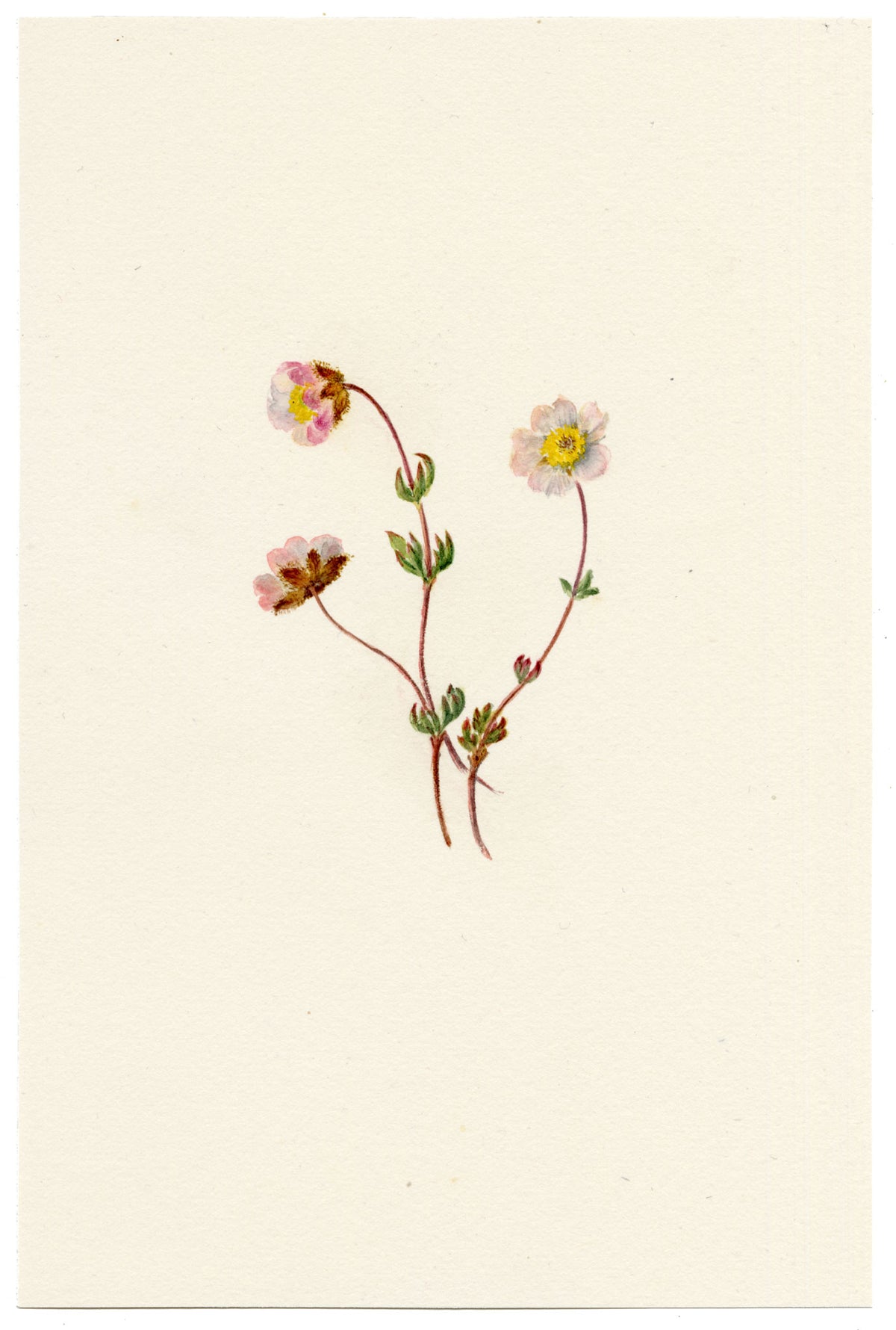 Falloon, Glacier Buttercup Flower (Ranunculus glacialis), Sasseneire, Valais, Switzerland – 1902 watercolour painting