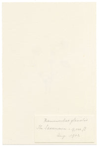 Falloon, Glacier Buttercup Flower (Ranunculus glacialis), Sasseneire, Valais, Switzerland – 1902 watercolour painting