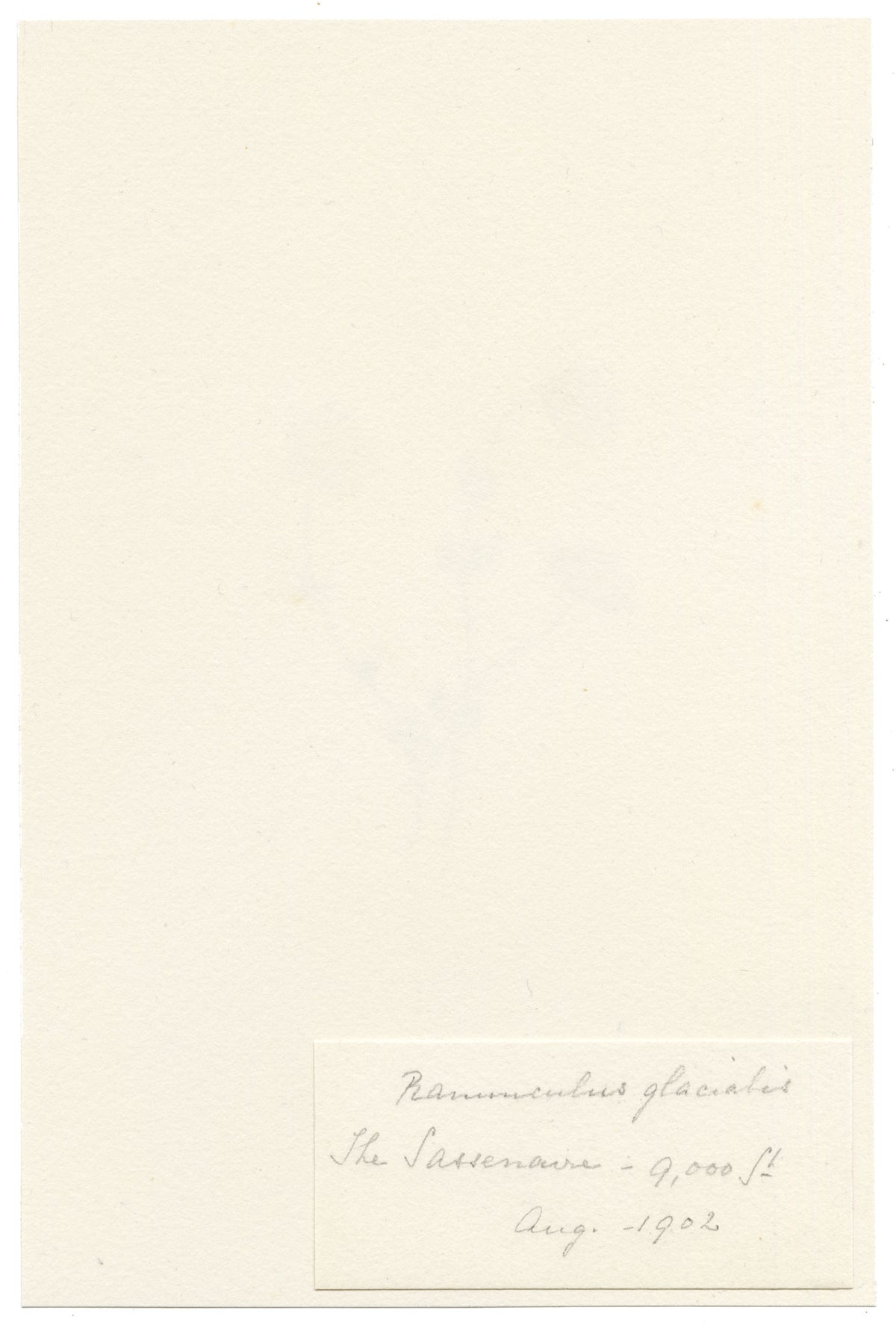 Falloon, Glacier Buttercup Flower (Ranunculus glacialis), Sasseneire, Valais, Switzerland – 1902 watercolour painting