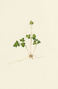 Falloon, Moschatel Townhall Clock Flower (Adoxa moschatellina) – 1903 watercolour painting