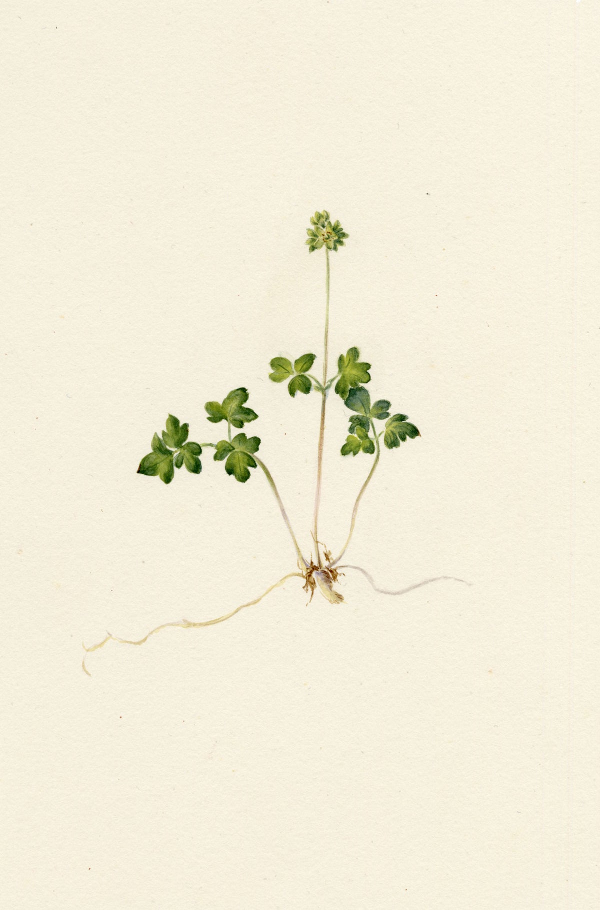 Falloon, Moschatel Townhall Clock Flower (Adoxa moschatellina) – 1903 watercolour painting
