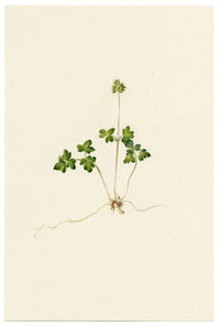 Falloon, Moschatel Townhall Clock Flower (Adoxa moschatellina) – 1903 watercolour painting