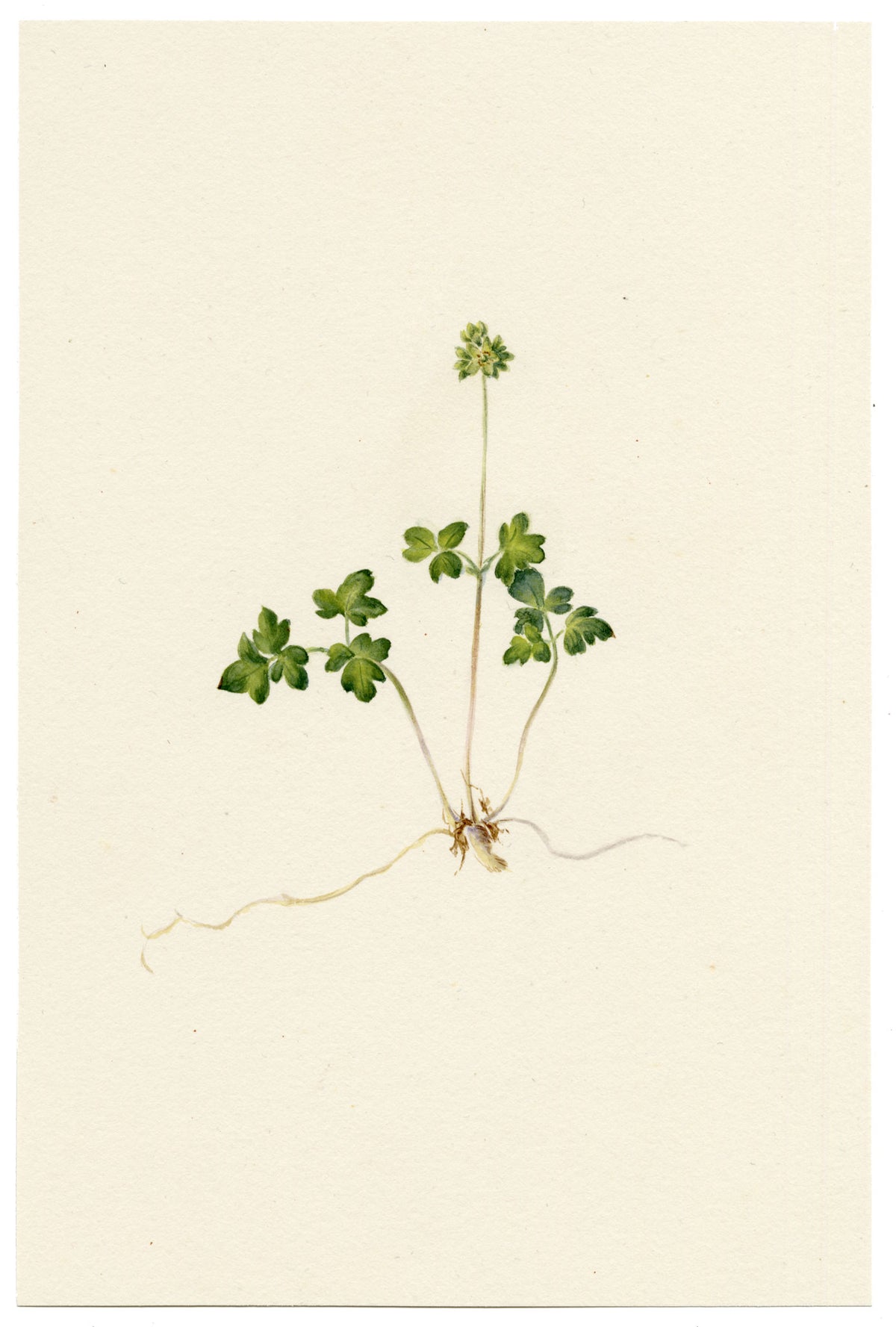 Falloon, Moschatel Townhall Clock Flower (Adoxa moschatellina) – 1903 watercolour painting