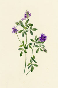 Falloon, Common Vetch Flower (Vicia sativa), Brunnen, Switzerland – 1900 watercolour painting