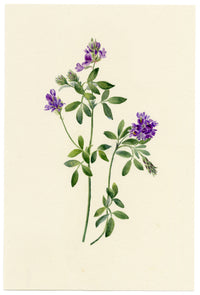 Falloon, Common Vetch Flower (Vicia sativa), Brunnen, Switzerland – 1900 watercolour painting