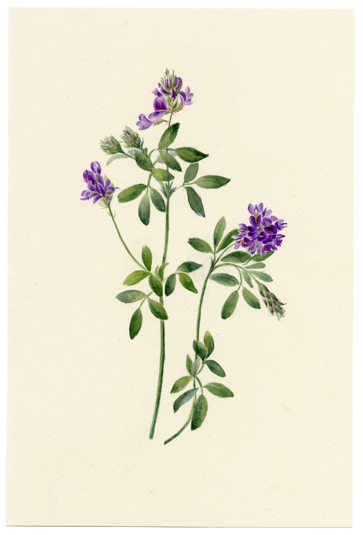Falloon, Common Vetch Flower (Vicia sativa), Brunnen, Switzerland – 1900 watercolour painting