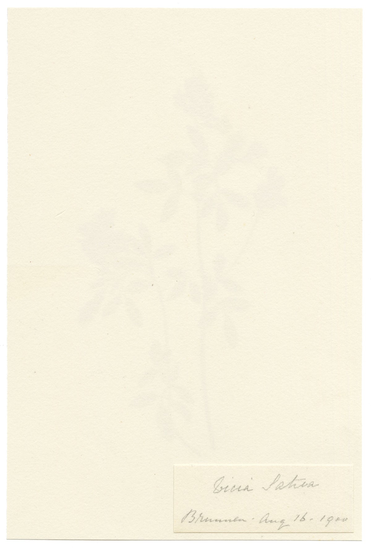 Falloon, Common Vetch Flower (Vicia sativa), Brunnen, Switzerland – 1900 watercolour painting