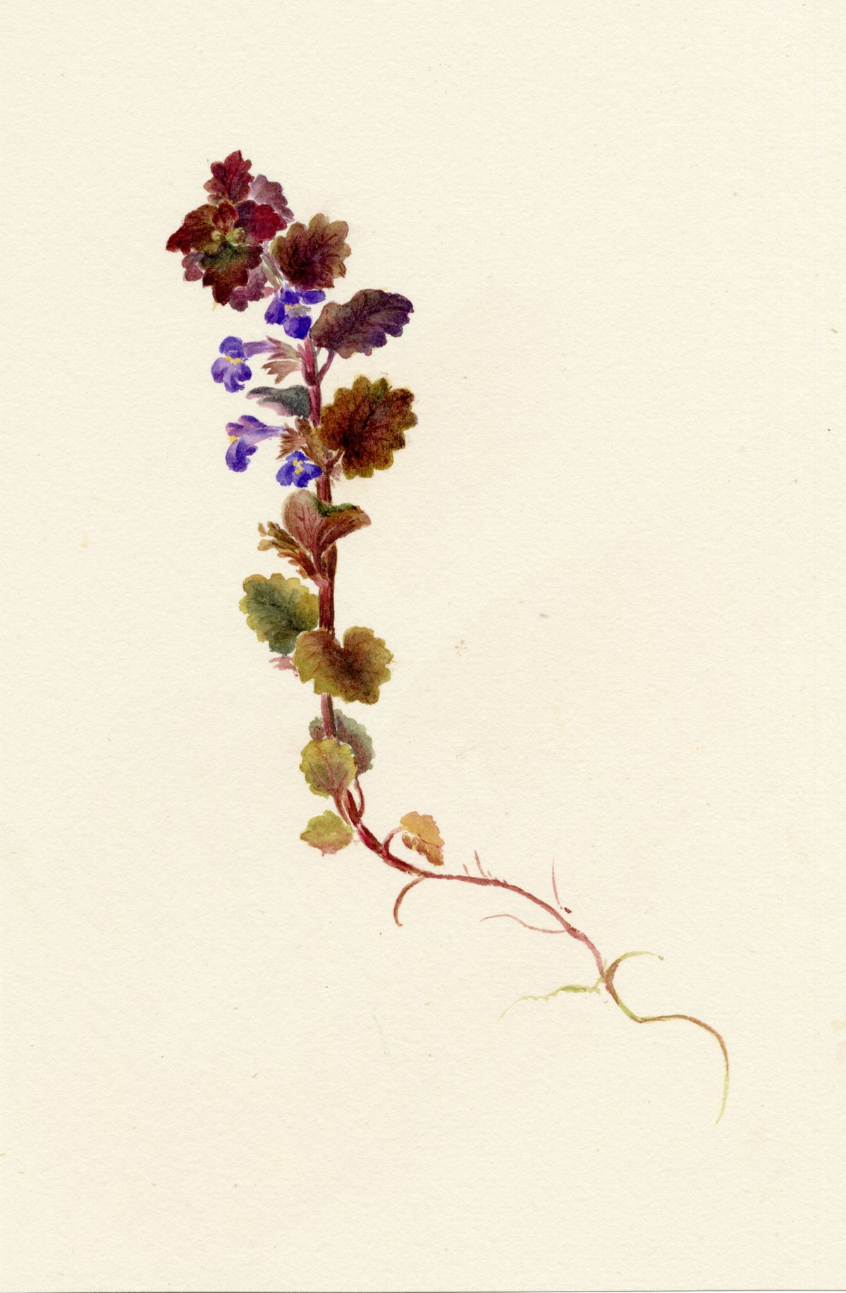 Falloon, Ground Ivy (Nepeta glechoma) – 1902 watercolour painting
