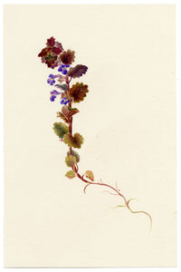 Falloon, Ground Ivy (Nepeta glechoma) – 1902 watercolour painting