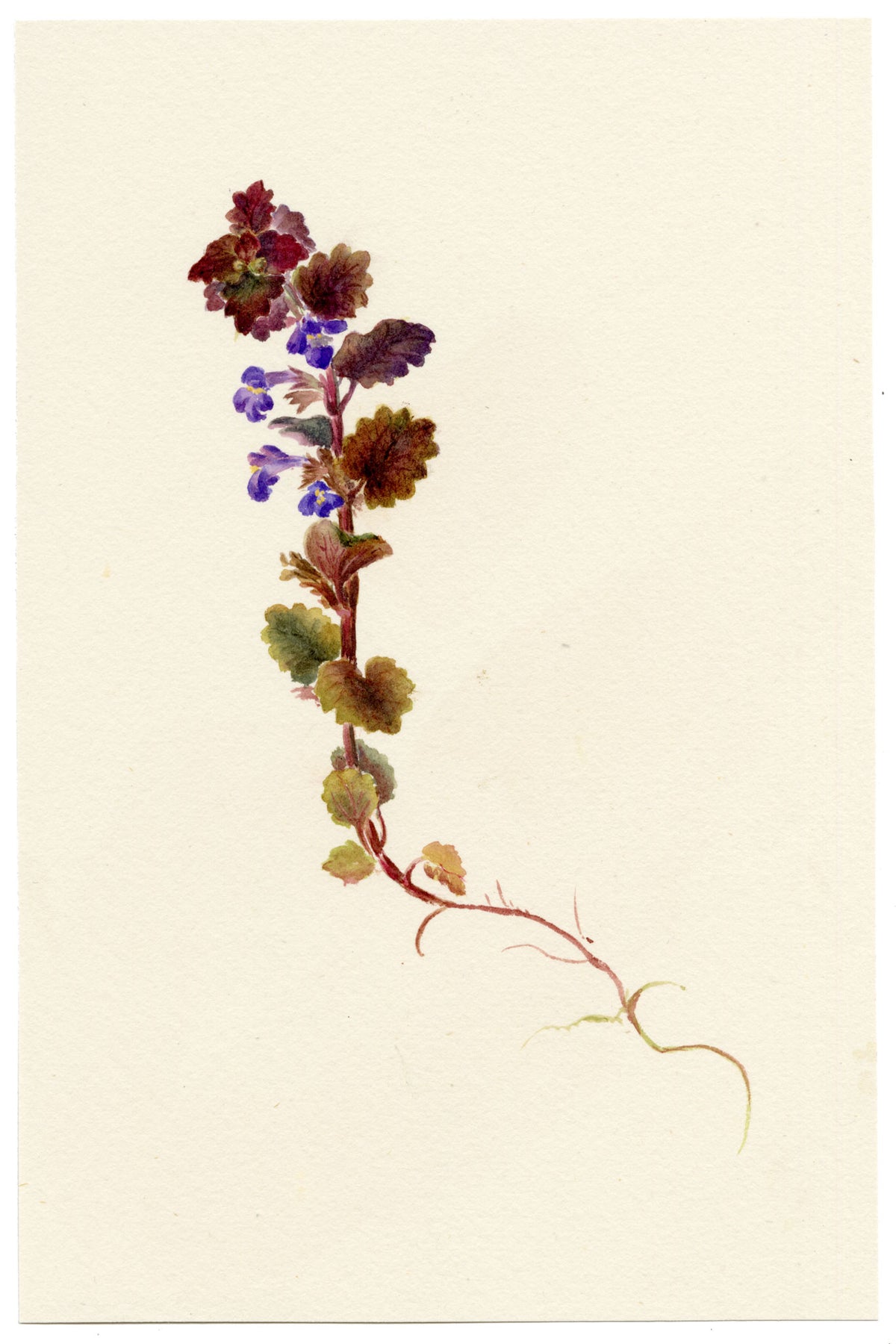Falloon, Ground Ivy (Nepeta glechoma) – 1902 watercolour painting