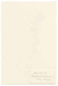 Falloon, Ground Ivy (Nepeta glechoma) – 1902 watercolour painting