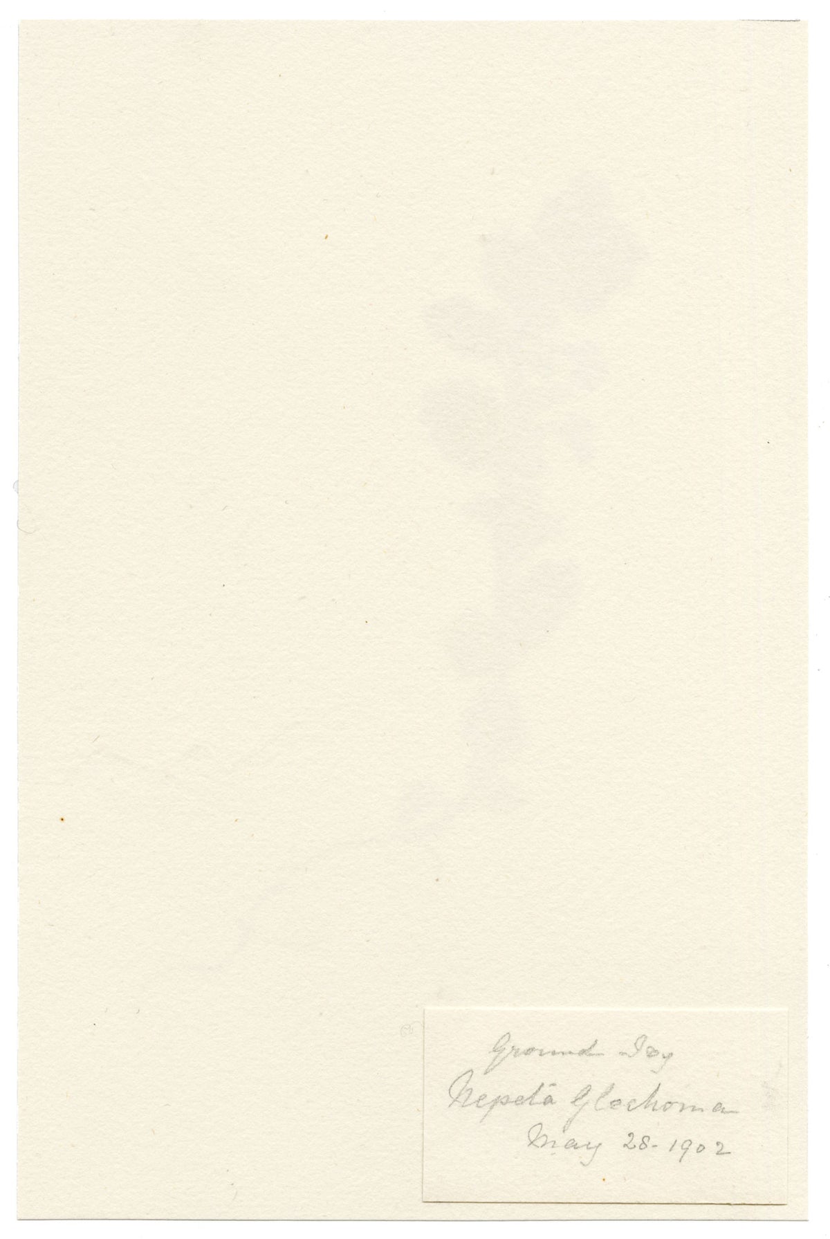 Falloon, Ground Ivy (Nepeta glechoma) – 1902 watercolour painting