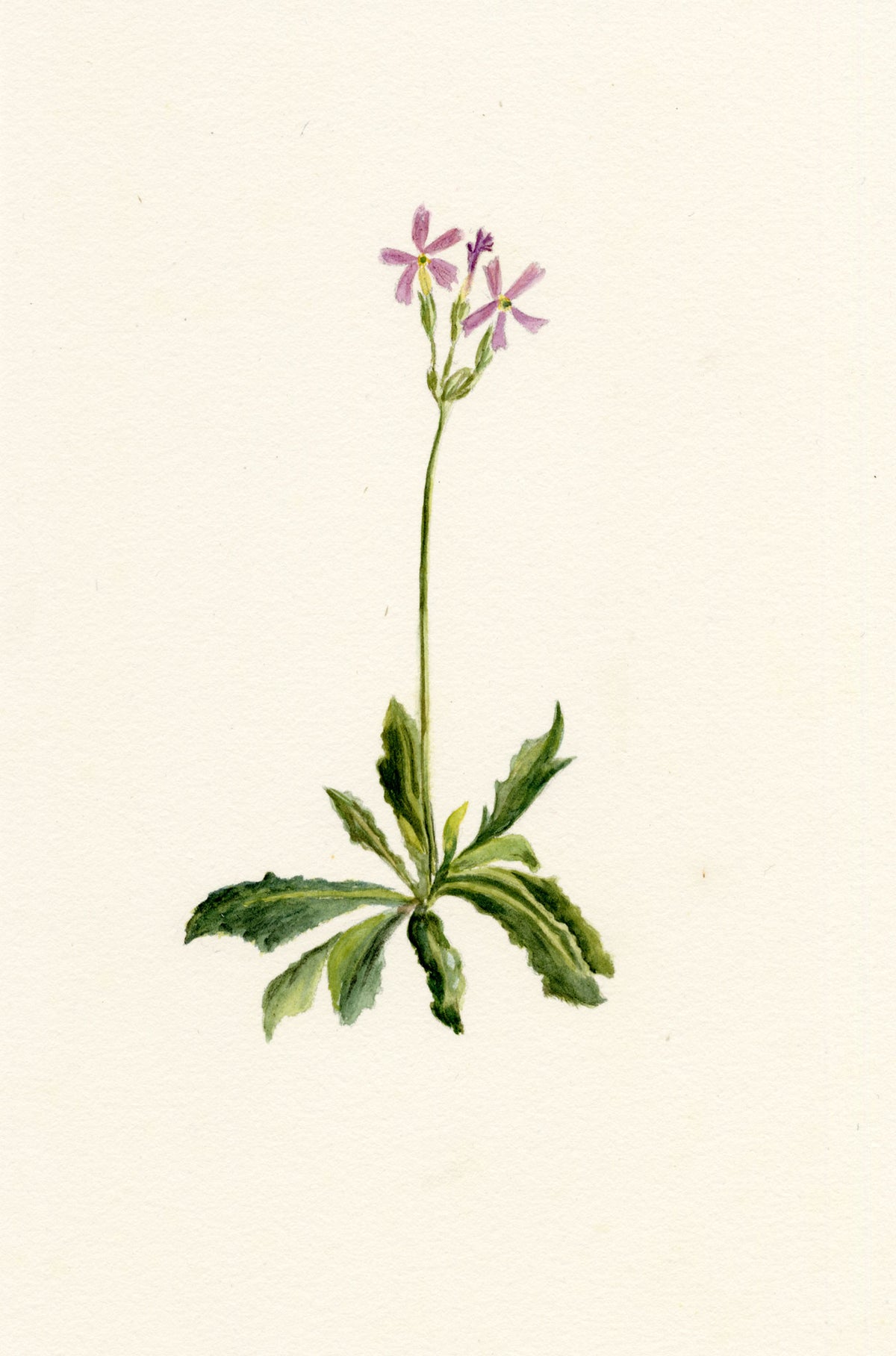 Falloon, Haller's Primrose Flower (Primula halleri) – c.1902 watercolour painting