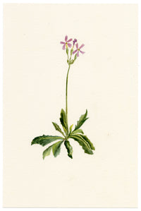 Falloon, Haller's Primrose Flower (Primula halleri) – c.1902 watercolour painting
