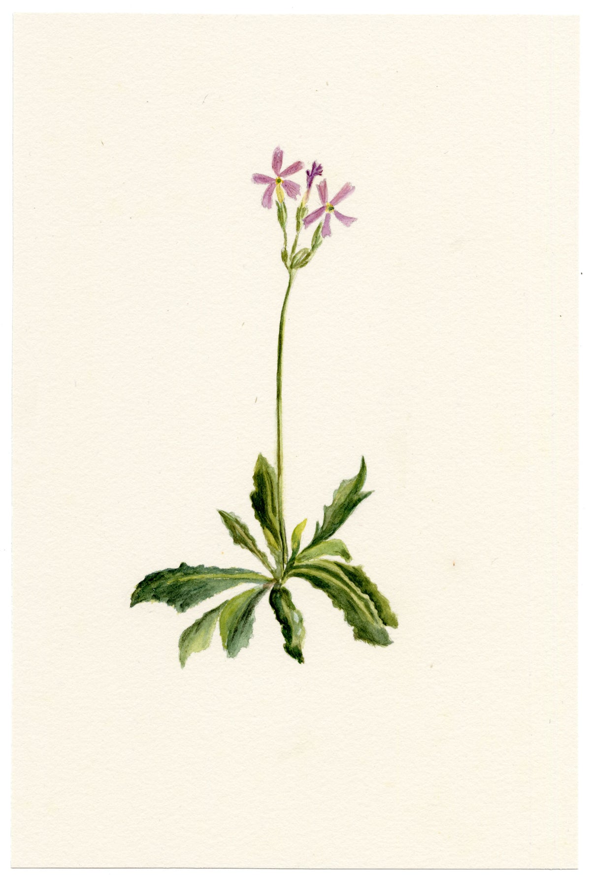 Falloon, Haller's Primrose Flower (Primula halleri) – c.1902 watercolour painting