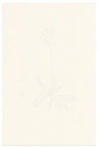 Falloon, Haller's Primrose Flower (Primula halleri) – c.1902 watercolour painting