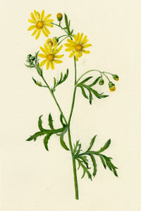 Falloon, Oxford Ragwort Flower (Senecio squalidus), Reading, Berkshire – 1913 watercolour painting