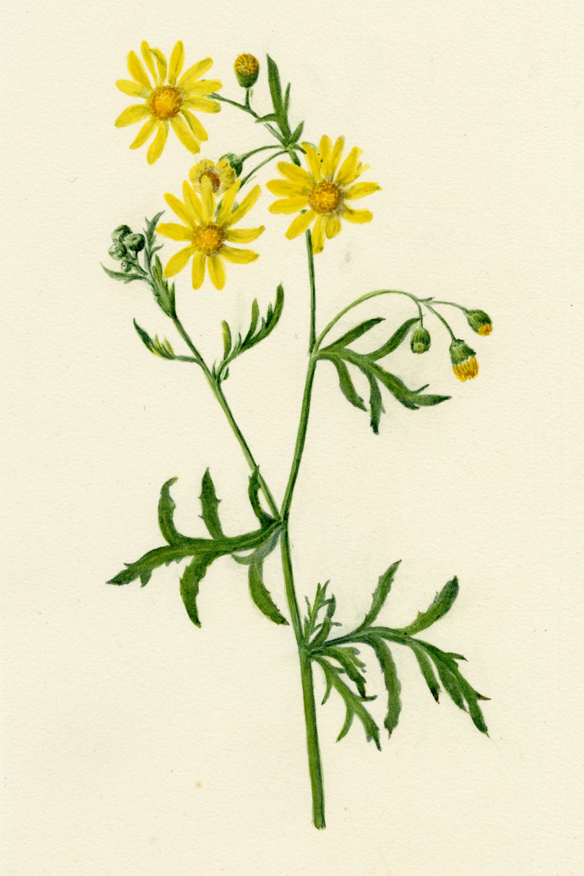 Falloon, Oxford Ragwort Flower (Senecio squalidus), Reading, Berkshire – 1913 watercolour painting