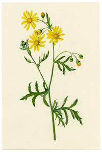 Falloon, Oxford Ragwort Flower (Senecio squalidus), Reading, Berkshire – 1913 watercolour painting