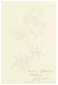 Falloon, Oxford Ragwort Flower (Senecio squalidus), Reading, Berkshire – 1913 watercolour painting