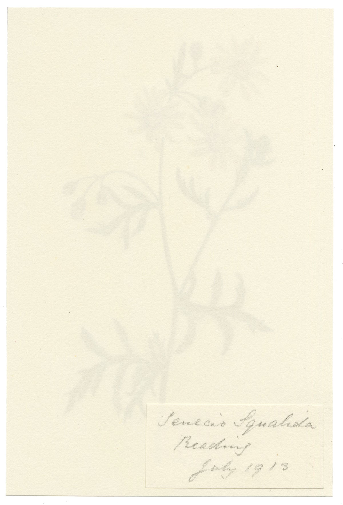 Falloon, Oxford Ragwort Flower (Senecio squalidus), Reading, Berkshire – 1913 watercolour painting