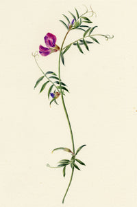 Falloon, Common Vetch Flower (Vicia sativa), Tonbridge, Kent – 1902 watercolour painting